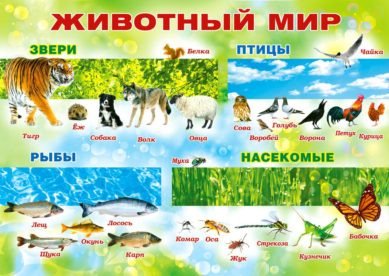 Плакат животный мир